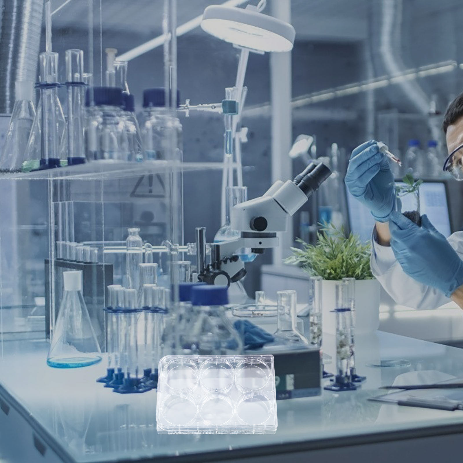 Płytka do hodowli komórek, 6 w – Lab Equipment recenzja i cena